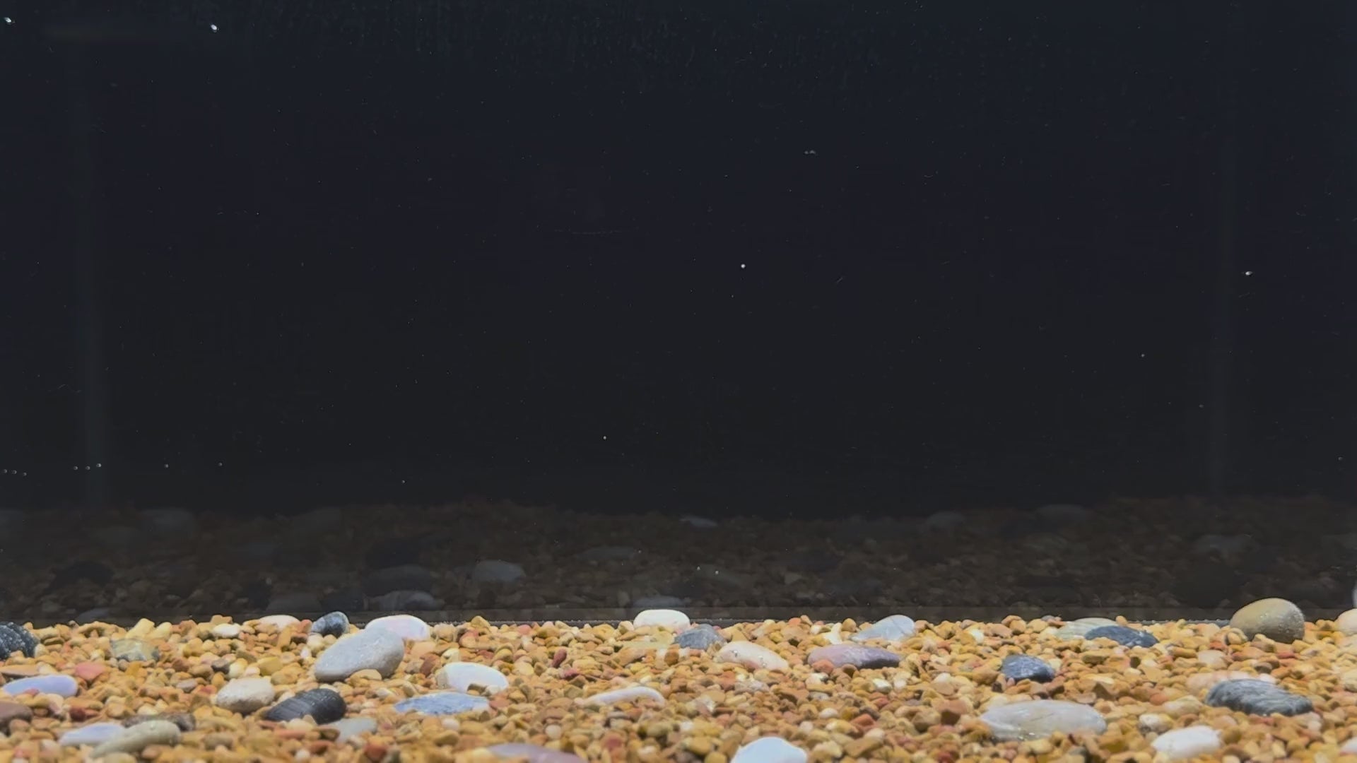 Senko-style soft lure with a wobbling fall and delicate line twitches, displacing water to mimic injured prey and entice strikes from bass. The Boomstick is shown in Luau (Purple over Banana Seed) is an amazing addition to any anglers tackle box.