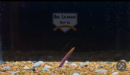 Small-profile N3D bait designed for ned rigs. Ned soft plastic bait shown in the color Chameleon, great for enticing finicky fish
