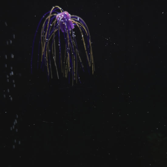 Underwater action video clip of Big League Bait Company Skirted Cube a Fuzzy Dice style bait used for bass fishing. 